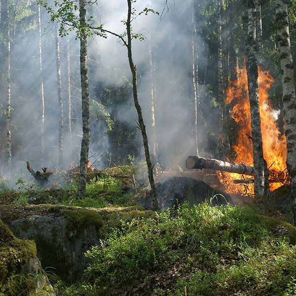 Les feux de forêt sont un problème croissant 